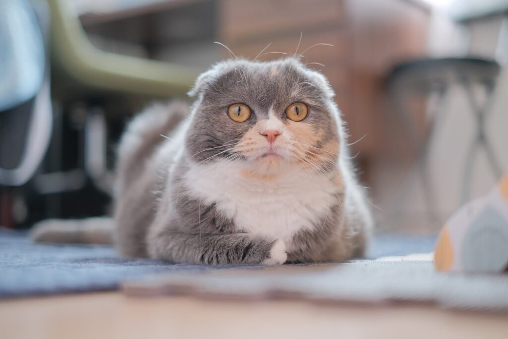 足の不調と向き合いながら穏やかに過ごすムーン