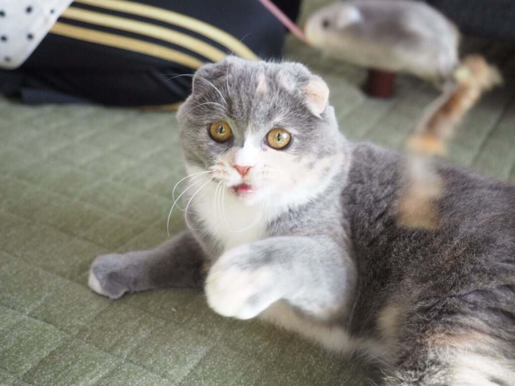 北海道から飛行機でやってきた子猫時代のムーン
