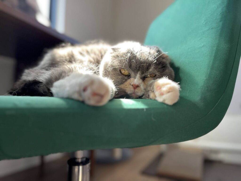 お気に入りの椅子でくつろぐムーン　